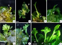 Attēlu rezultāti vaicājumam “Aloina rigida sporophyte”