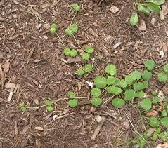 Attēlu rezultāti vaicājumam “Glechoma hederacea leaf”