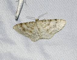 Attēlu rezultāti vaicājumam “Hydrelia sylvata”