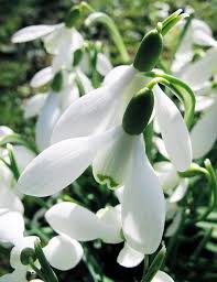Attēlu rezultāti vaicājumam “Galanthus nivalis flower”