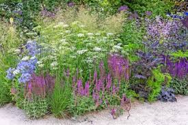 Attēlu rezultāti vaicājumam “Cenolophium denudatum leaf”