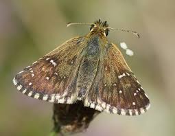 Attēlu rezultāti vaicājumam “Pyrgus alveus”