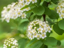 Attēlu rezultāti vaicājumam “Spiraea chamaedryfolia”