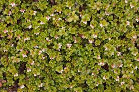 Attēlu rezultāti vaicājumam “Exobasidium uvae-ursi”