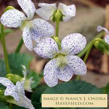 Attēlu rezultāti vaicājumam “Viola sororia”