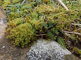 Attēlu rezultāti vaicājumam “Didymodon fallax var. brevifolius”