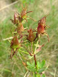 Attēlu rezultāti vaicājumam “Hypericum perforatum fruit”