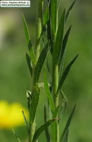 Attēlu rezultāti vaicājumam “Linum usitatissimum leaf”