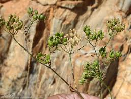 Attēlu rezultāti vaicājumam “Pastinaca sativa subsp. sylvestris”