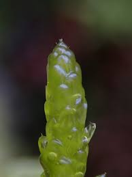 Attēlu rezultāti vaicājumam “Pseudoscleropodium purum”