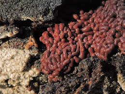 Attēlu rezultāti vaicājumam “Heterotrichia ferruginea (syn. Arcyria ferruginea)”