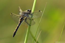 Attēlu rezultāti vaicājumam “Leucorrhinia rubicunda male”