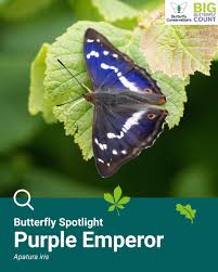 Attēlu rezultāti vaicājumam “Apatura iris male”