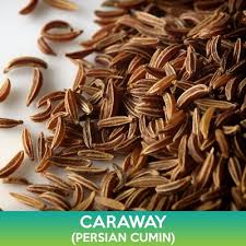 Attēlu rezultāti vaicājumam “Carum carvi”