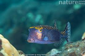 Attēlu rezultāti vaicājumam “Meleagris male”