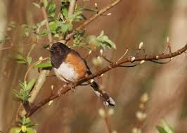 Image result for Pipilo erythrophthalmus