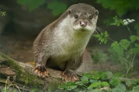 Attēlu rezultāti vaicājumam “Lutra lutra”