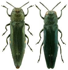 Attēlu rezultāti vaicājumam “Adomerus biguttatus”