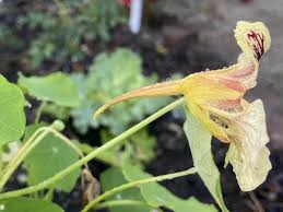 Attēlu rezultāti vaicājumam “Tropaeolum majus bud”