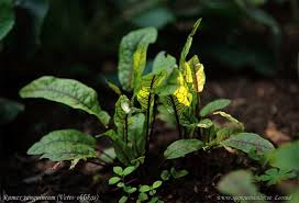 Image result for Rumex sanguineum