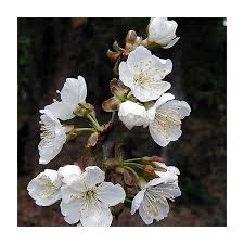 Attēlu rezultāti vaicājumam “Prunus avium flower”