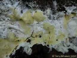 Attēlu rezultāti vaicājumam “Gloeoporus pannocinctus”