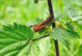 Attēlu rezultāti vaicājumam “Centaurea jacea fruit”