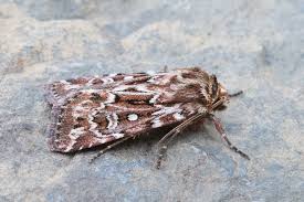 Attēlu rezultāti vaicājumam “Lycophotia porphyrea”