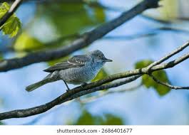 Attēlu rezultāti vaicājumam “Sylvia nisoria adult”