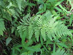 Attēlu rezultāti vaicājumam “Dryopteris carthusiana”