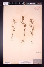 Attēlu rezultāti vaicājumam “Viola arvensis leaf”