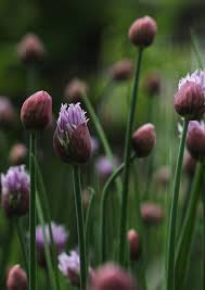 Attēlu rezultāti vaicājumam “Allium schoenoprasum bud”