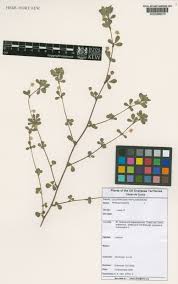 Attēlu rezultāti vaicājumam “Trifolium dubium fruit”