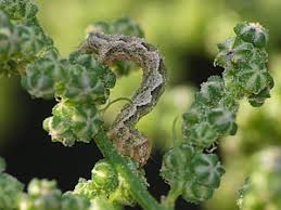 Attēlu rezultāti vaicājumam “Pelurga comitata”