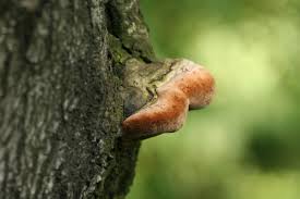 Attēlu rezultāti vaicājumam “Phellinus”