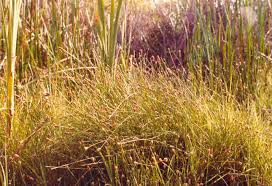 Attēlu rezultāti vaicājumam “Eleocharis palustris”