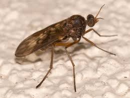 Attēlu rezultāti vaicājumam “Sylvicola sp.”