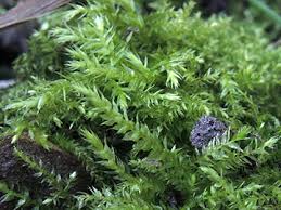 Attēlu rezultāti vaicājumam “Eurhynchium hians”