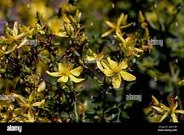 Attēlu rezultāti vaicājumam “Hypericum perforatum bud”