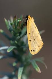 Attēlu rezultāti vaicājumam “Setina irrorella”