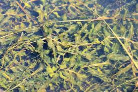 Attēlu rezultāti vaicājumam “Potamogeton praelongus”