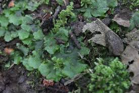 Attēlu rezultāti vaicājumam “Pellia endiviifolia sporophyte”