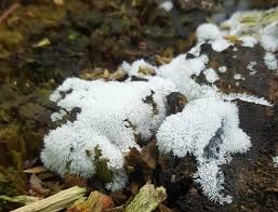 Attēlu rezultāti vaicājumam “Willkommlangea reticulata young”