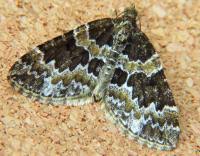 Attēlu rezultāti vaicājumam “Electrophaes corylata”