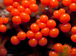 Attēlu rezultāti vaicājumam “Trichia decipiens”