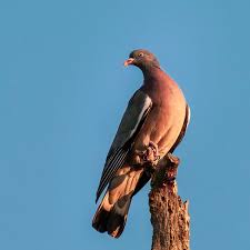 Image result for Columba palumbus