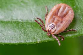 Attēlu rezultāti vaicājumam “Dermacentor reticulatus female”