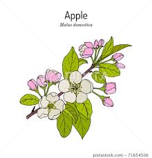 Attēlu rezultāti vaicājumam “Malus domestica flower”