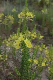 Attēlu rezultāti vaicājumam “Oenothera rubricauli flower”