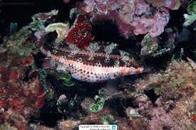 Image result for Symphodus bailloni